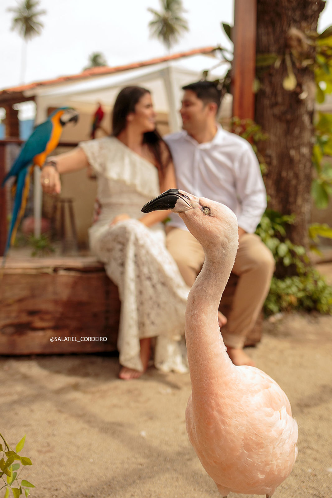 Foto Ensaio pré wedding da Taysa e do Müller em maragogi e na praia dos carneiros Foto Ensaio pré wedding da Taysa e do Müller em maragogi e na praia dos carneiros - Imagem 15