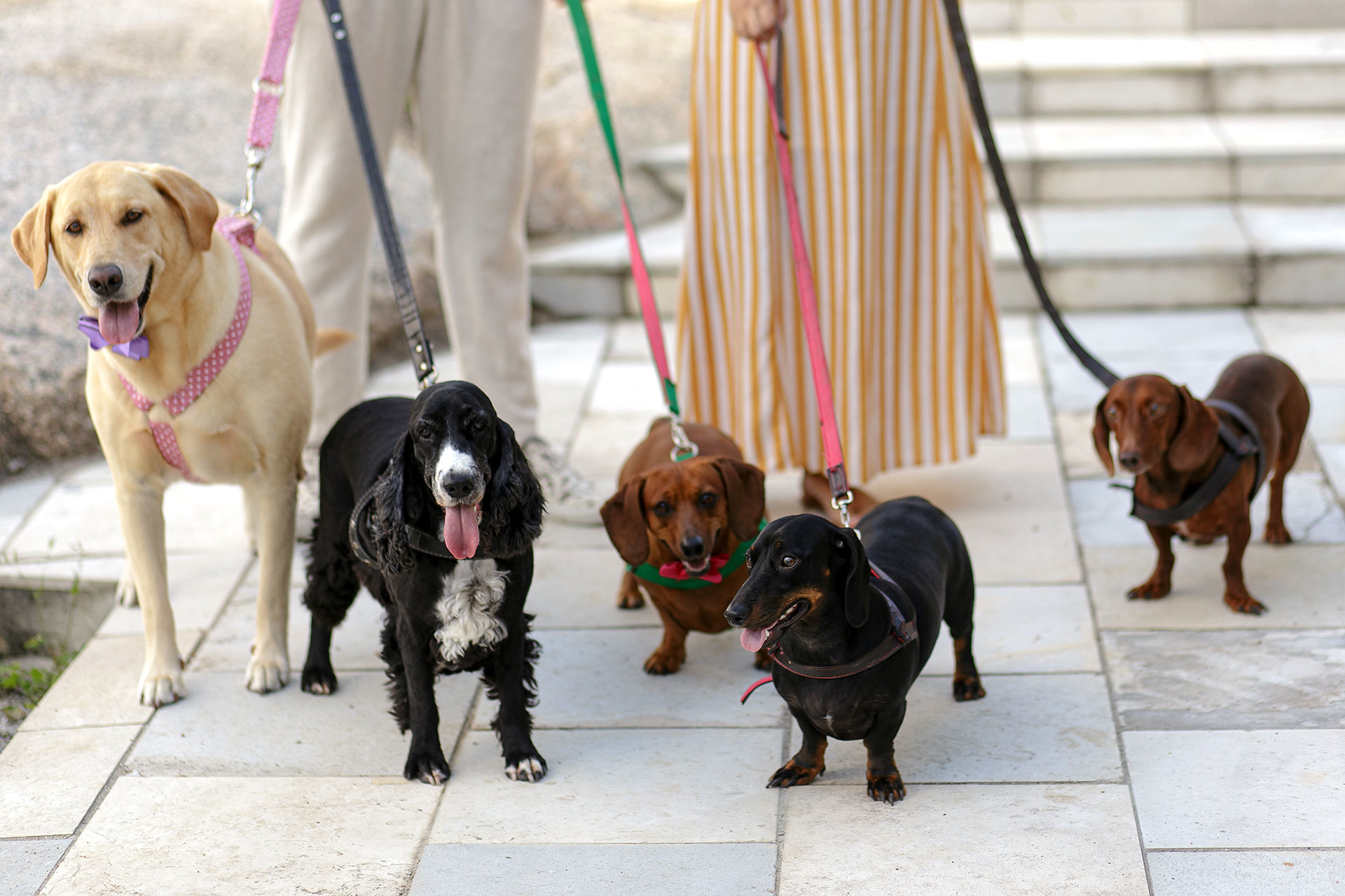 Foto Ensaio de casal com cachorros em Caruaru da Bianca e do Will Foto Ensaio de casal com cachorros em Caruaru da Bianca e do Will - Imagem 1
